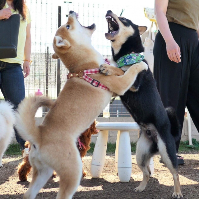 犬のしつけ教室【大阪吹田市】と愛犬の新しいしつけ方を紹介！